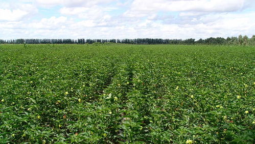 新疆魯泰豐收棉業(yè)有限責(zé)任公司與銀河棉業(yè) 助力中國棉花產(chǎn)業(yè)高質(zhì)量發(fā)展